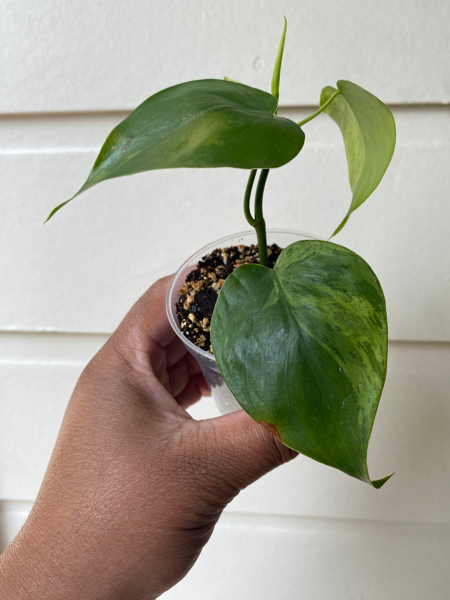 Philodendron hederaceum variegata 'Variegated Heart Leaf'