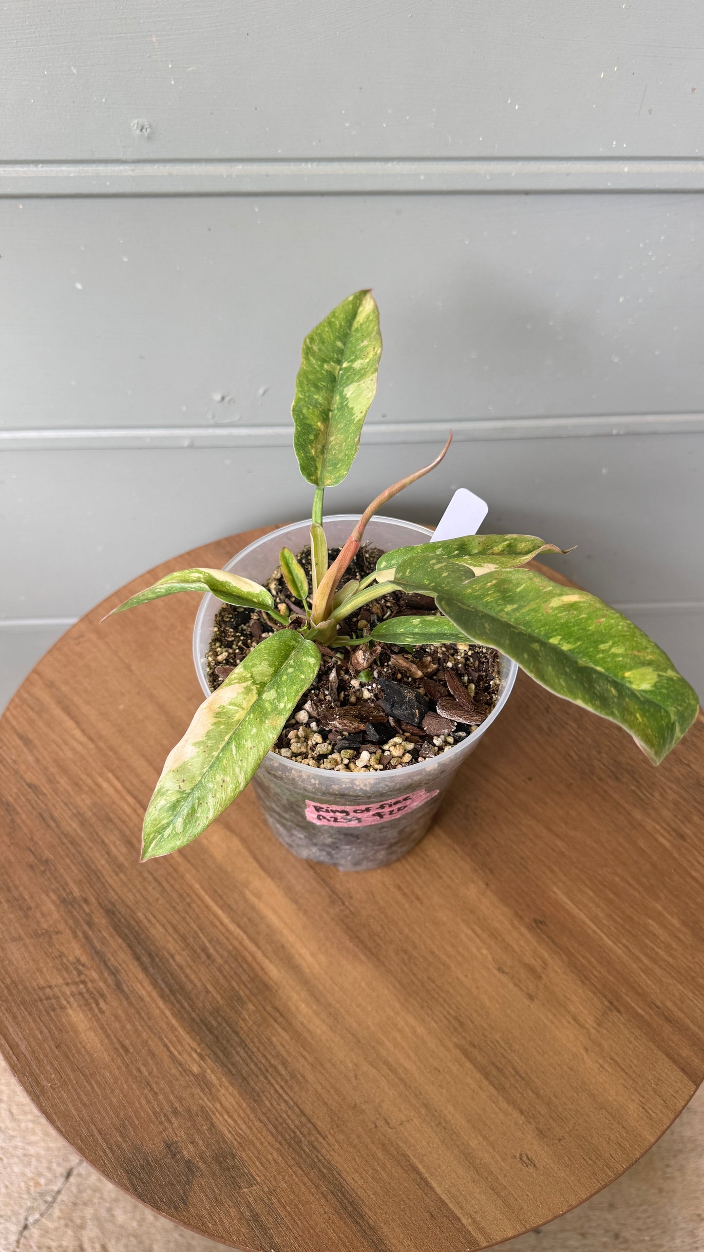 Philodendron Ring Of Fire