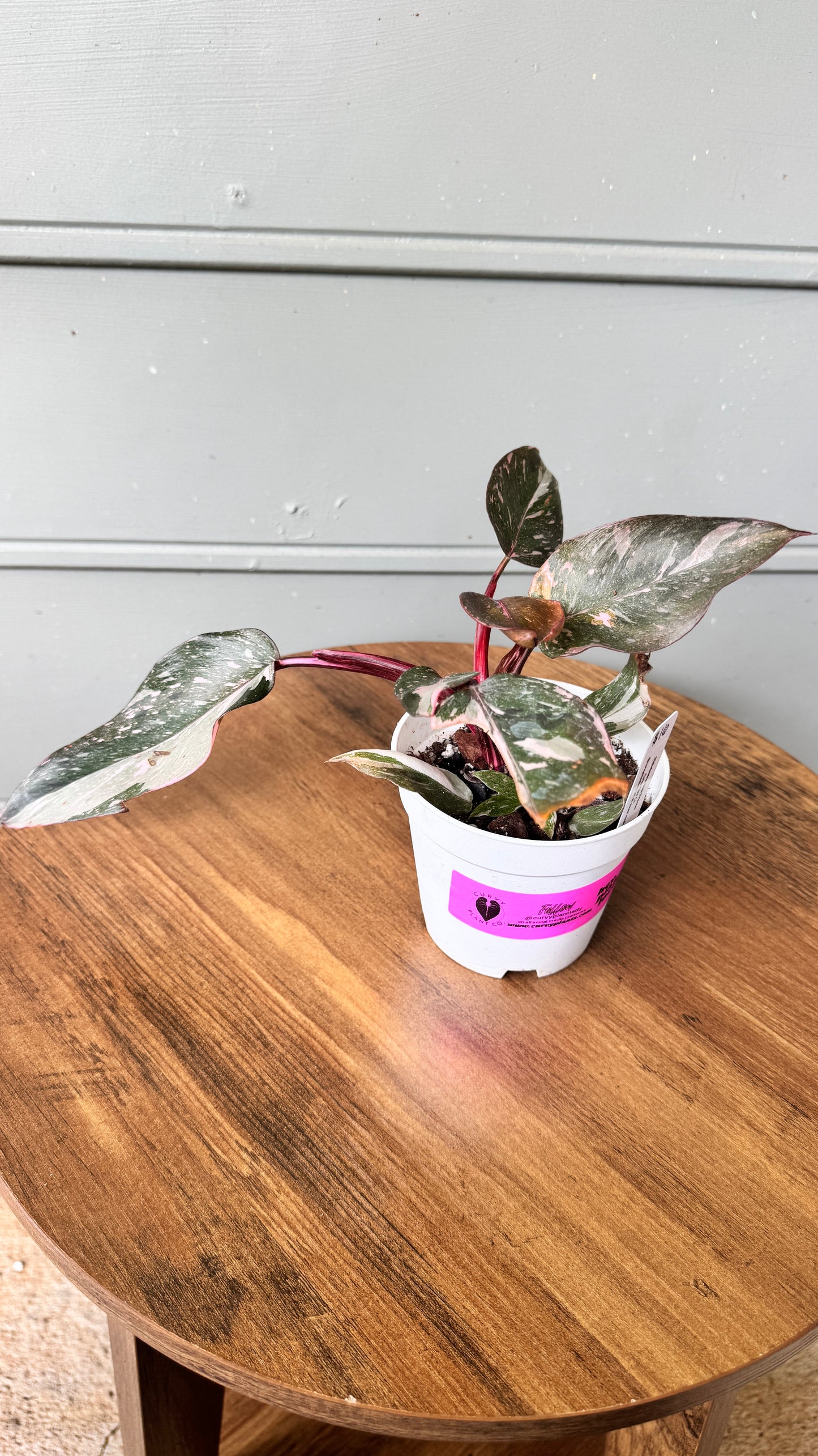 Philodendron erubescens 'Pink Princess Marble Galaxy'