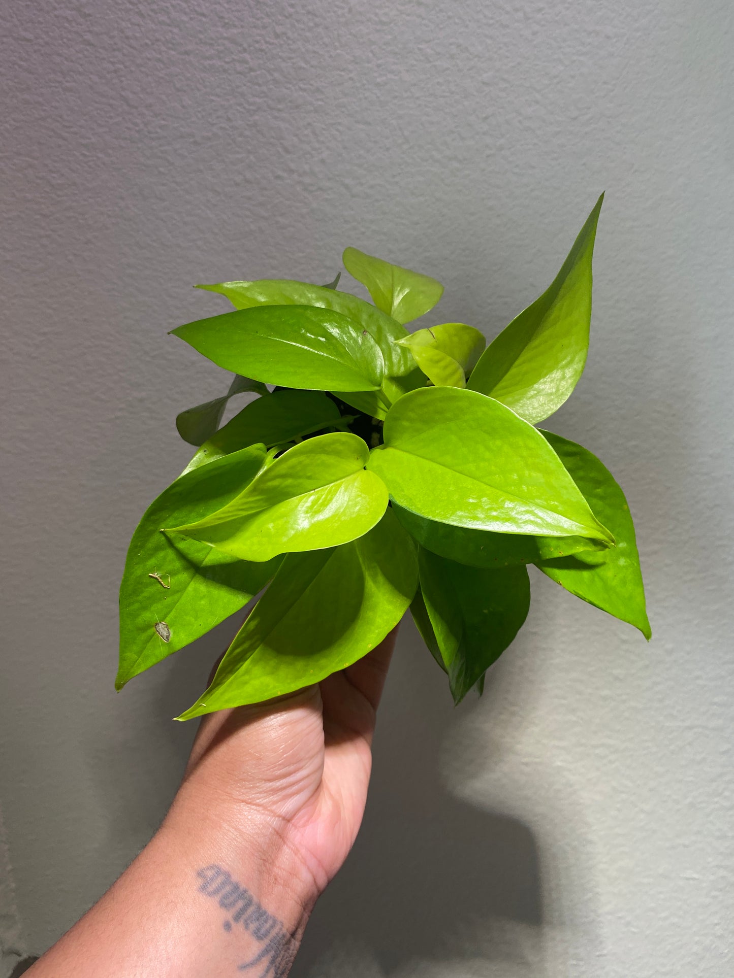 Epipremnum aureum 'Neon' - B