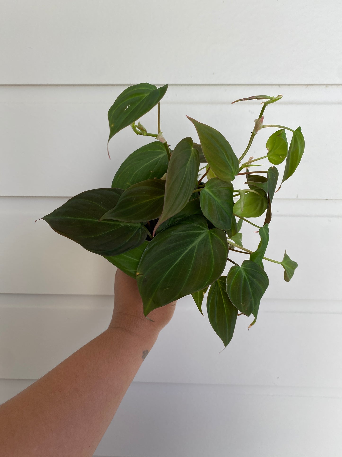 Philodendron Micans