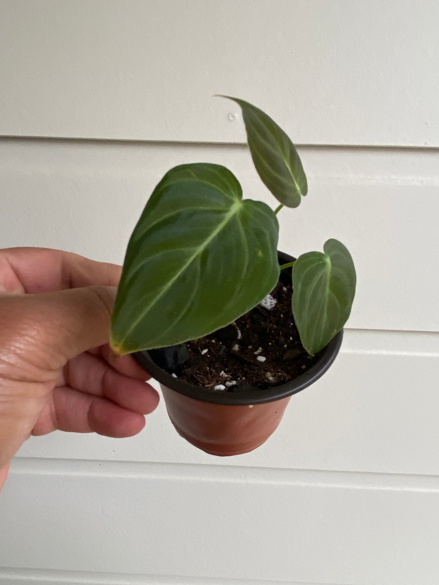 Philodendron Melanochrysum Starter
