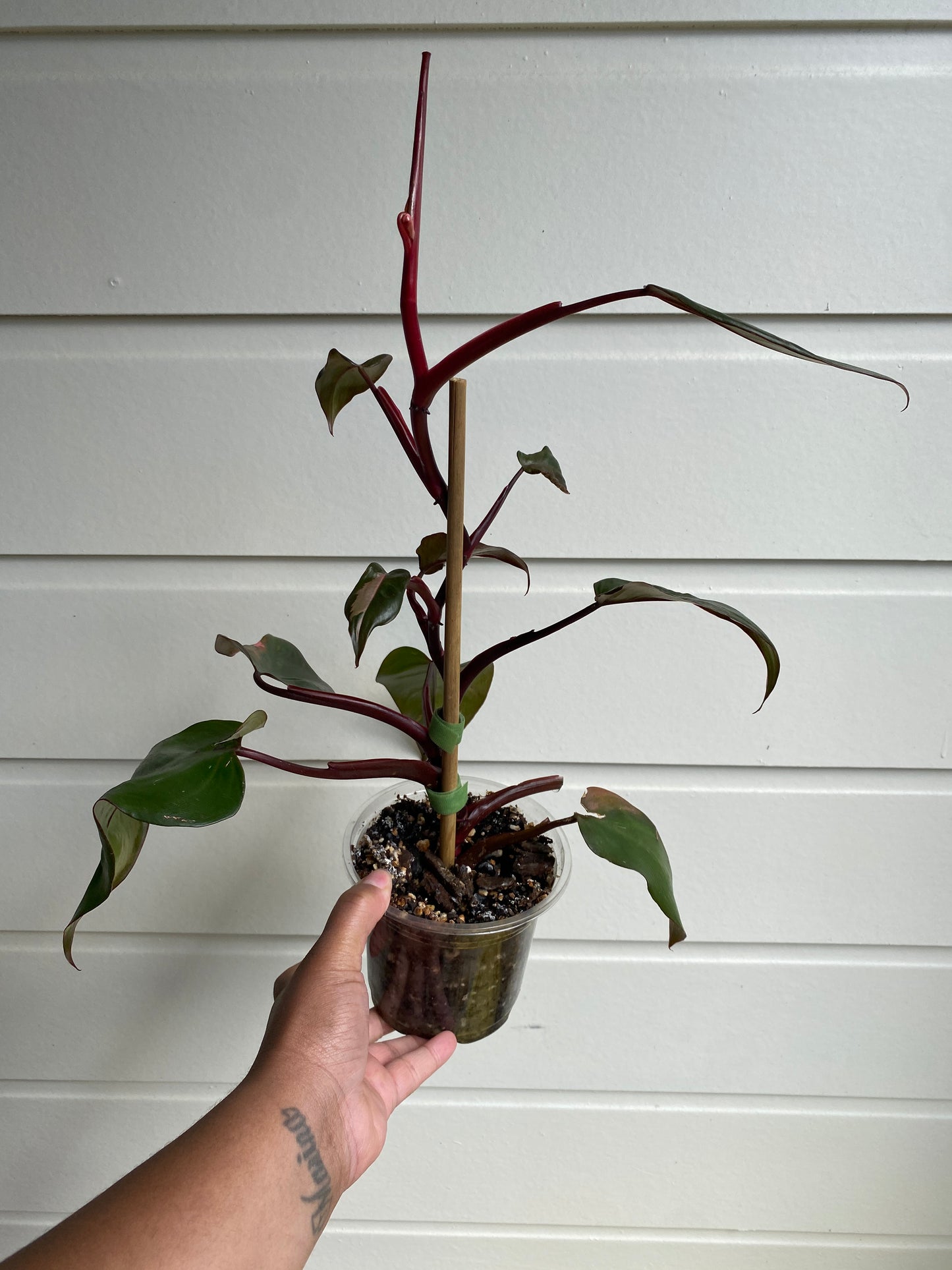 Philodendron erubescens 'Pink Princess' - C