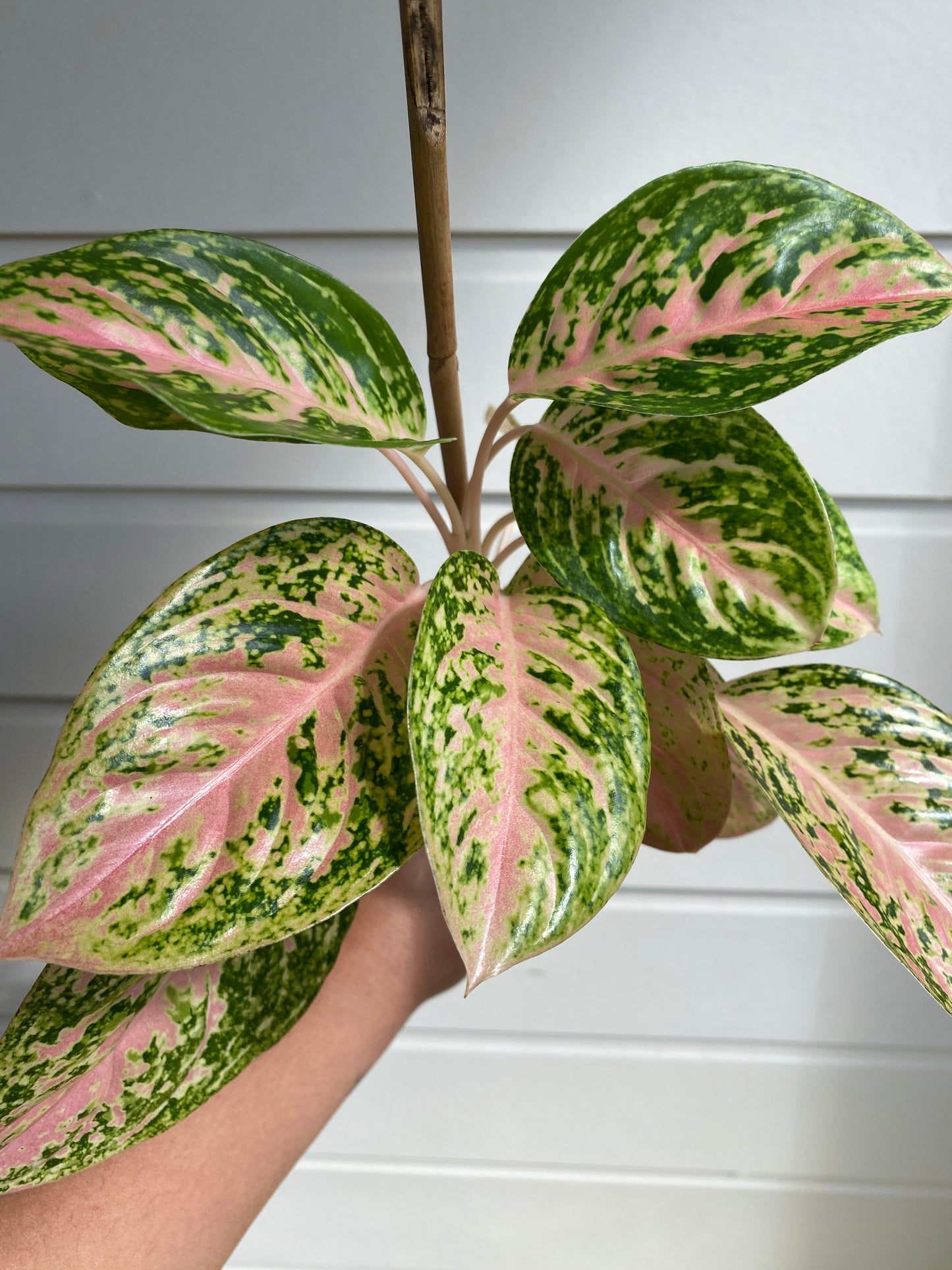 Aglaonema commutatum 'Pink Dalmatian' - A