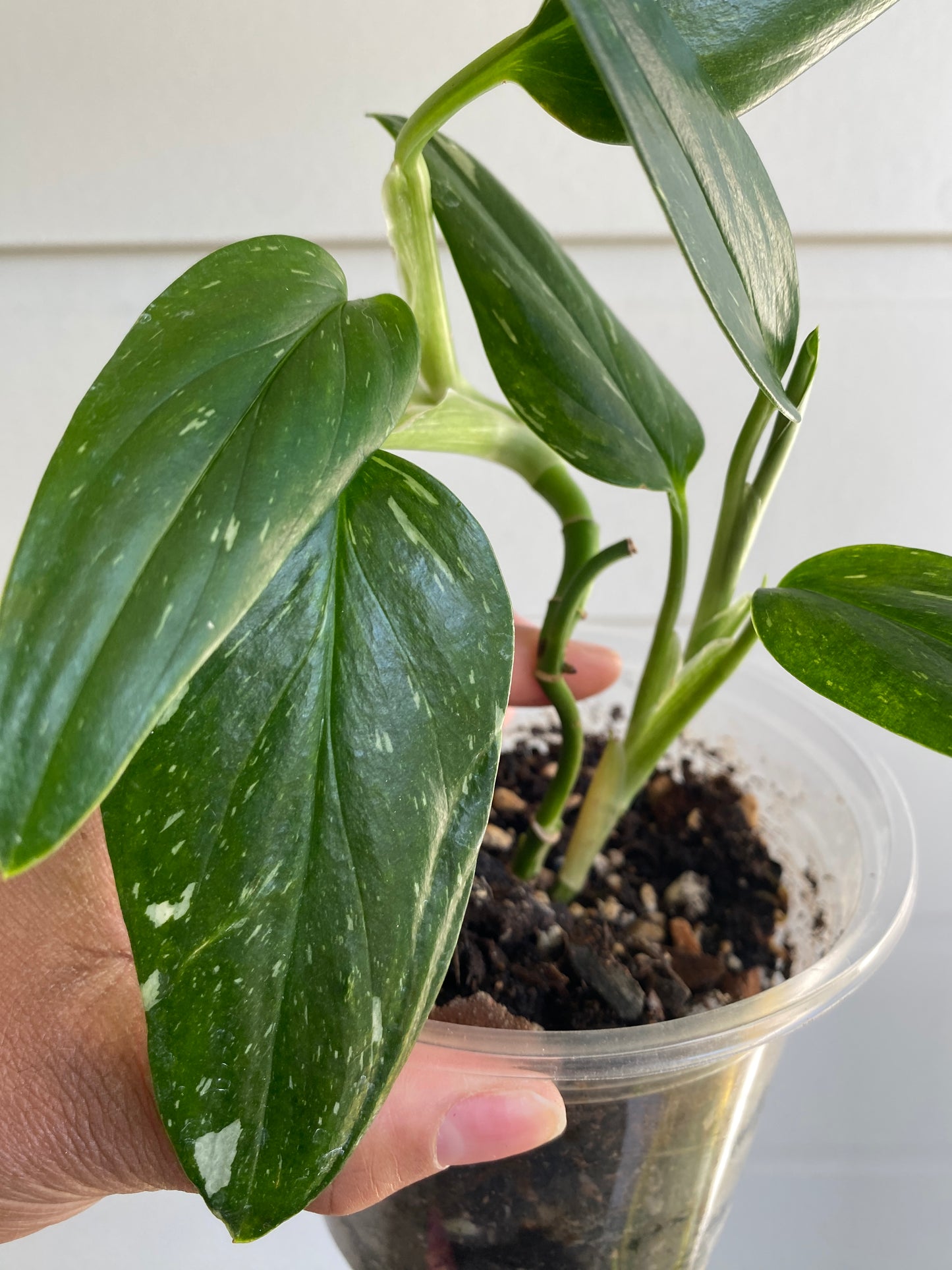 Monstera Standleyana
