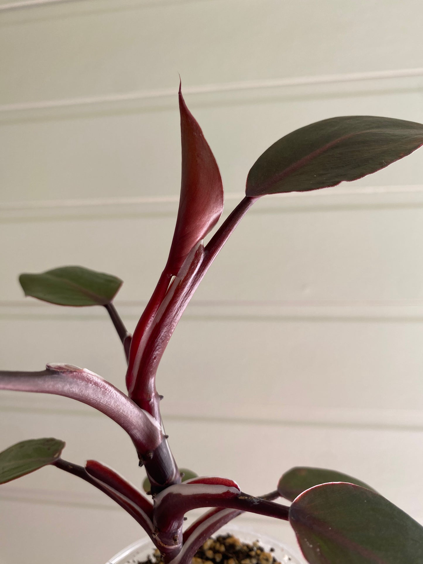 Philodendron White Knight - Reverted