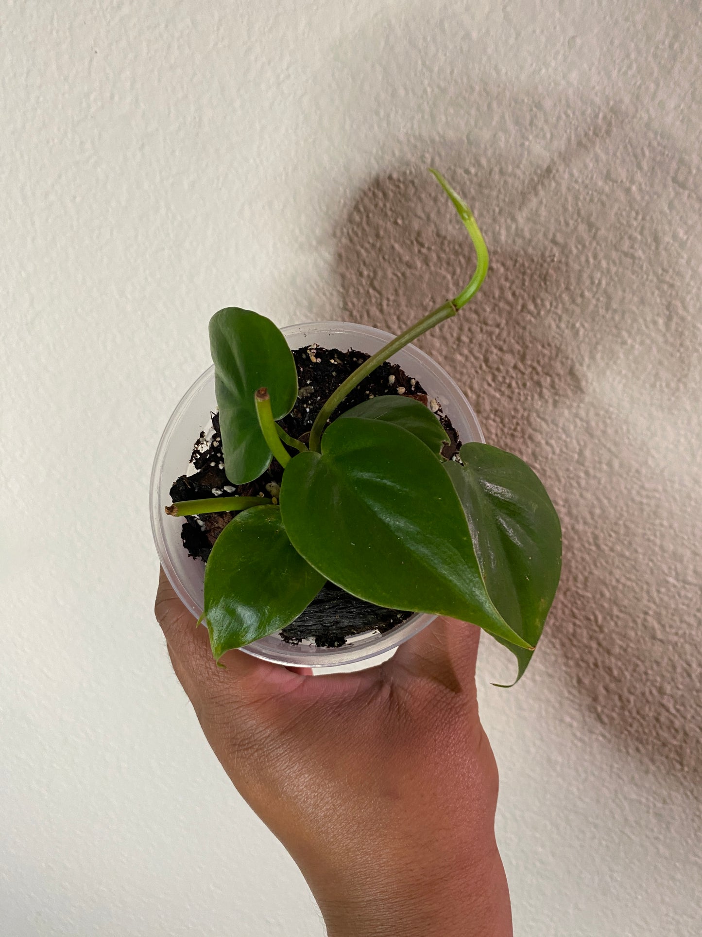 Philodendron hederaceum 'Heart Leaf'