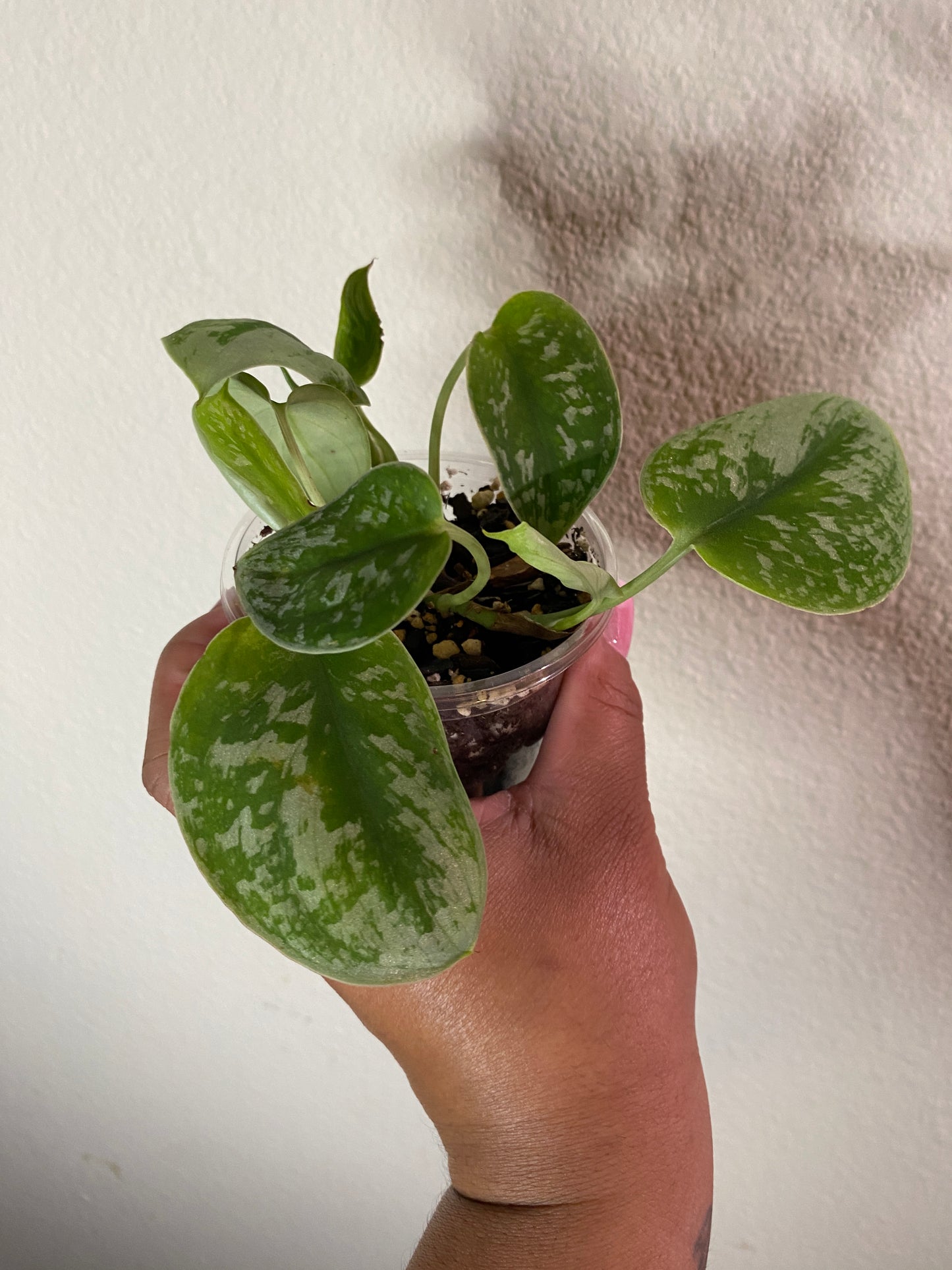 Scindapsus pictus 'Silvery Ann'