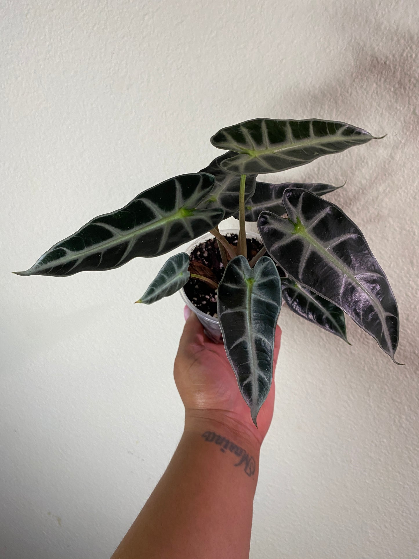 Alocasia amazonica 'Bambino' - A