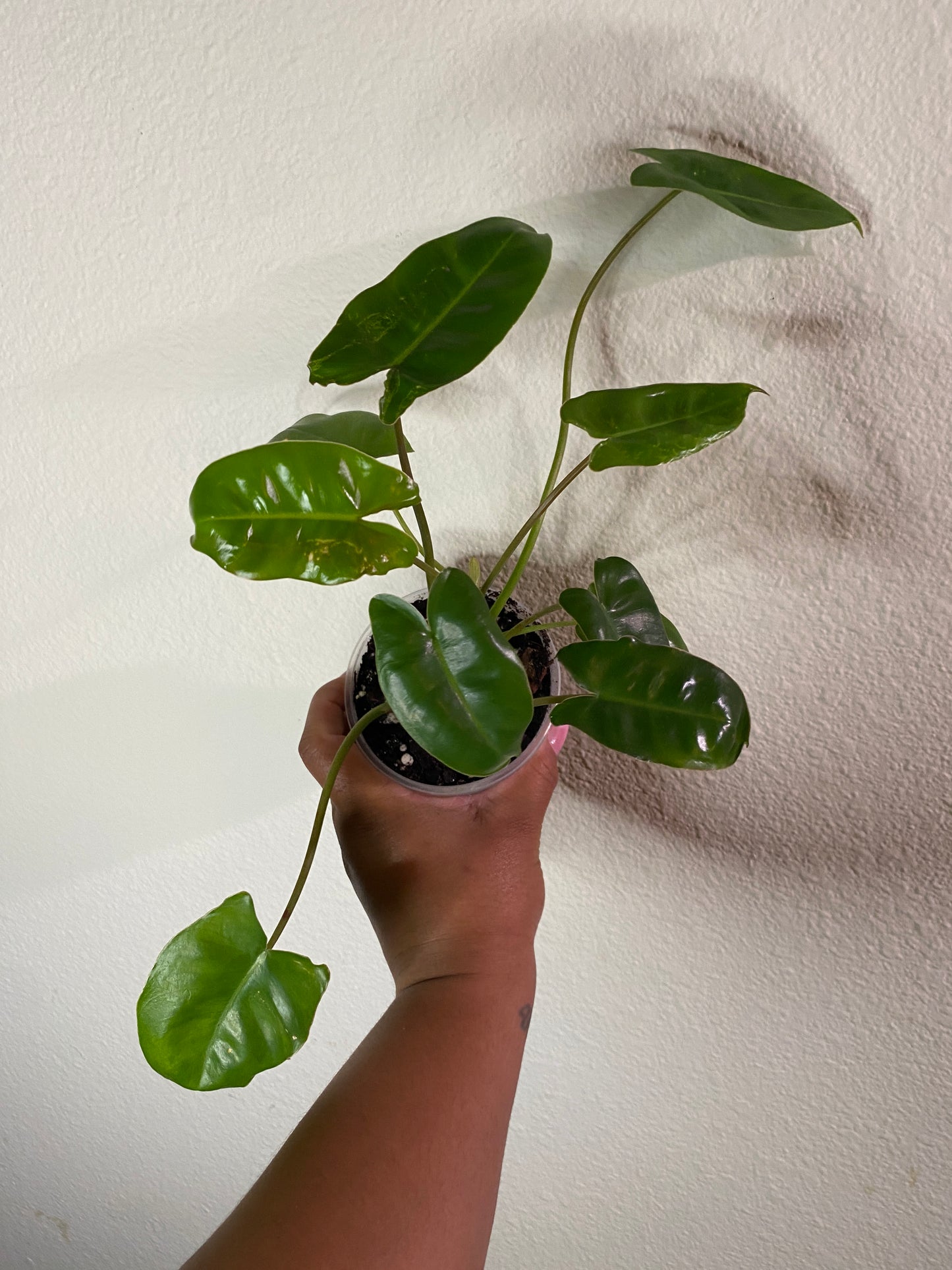 Philodendron Burle Marx