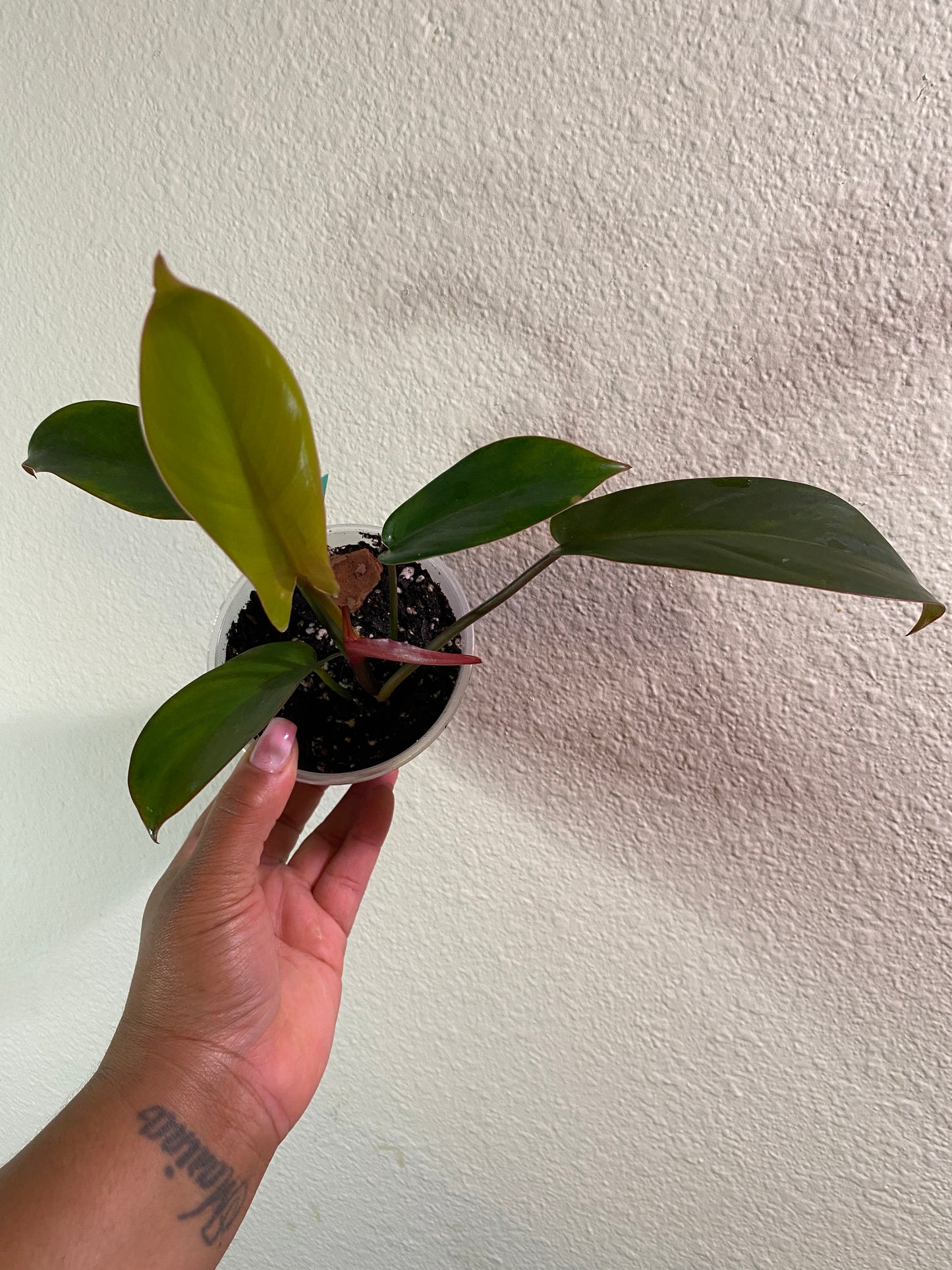 Philodendron 'Florida Bronze'