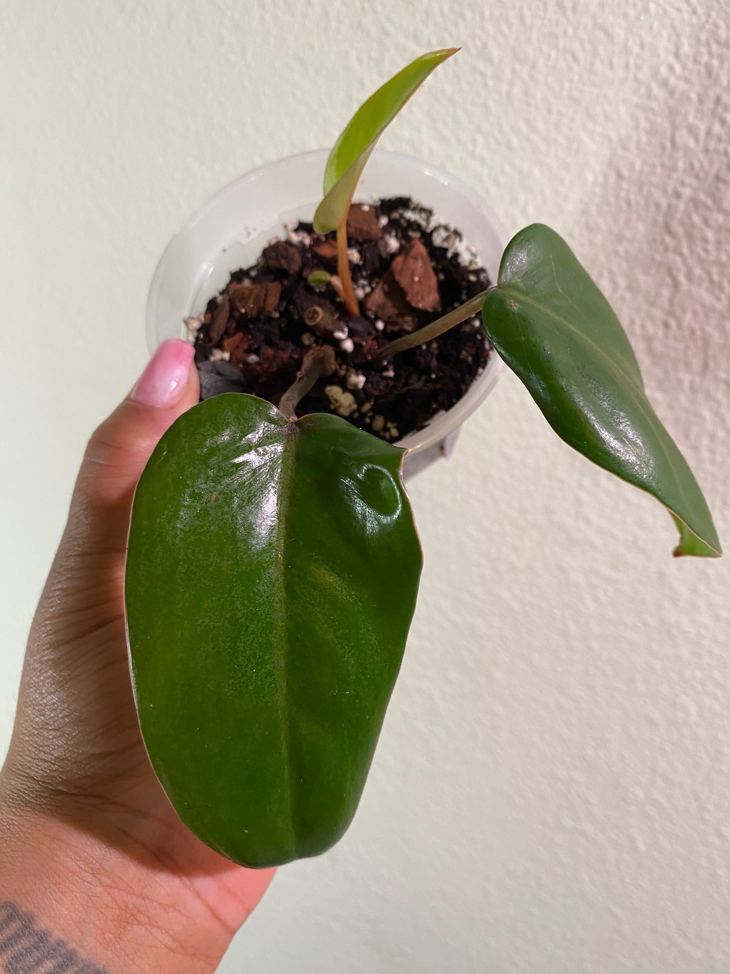 Philodendron erubescens 'Red Emerald' - C