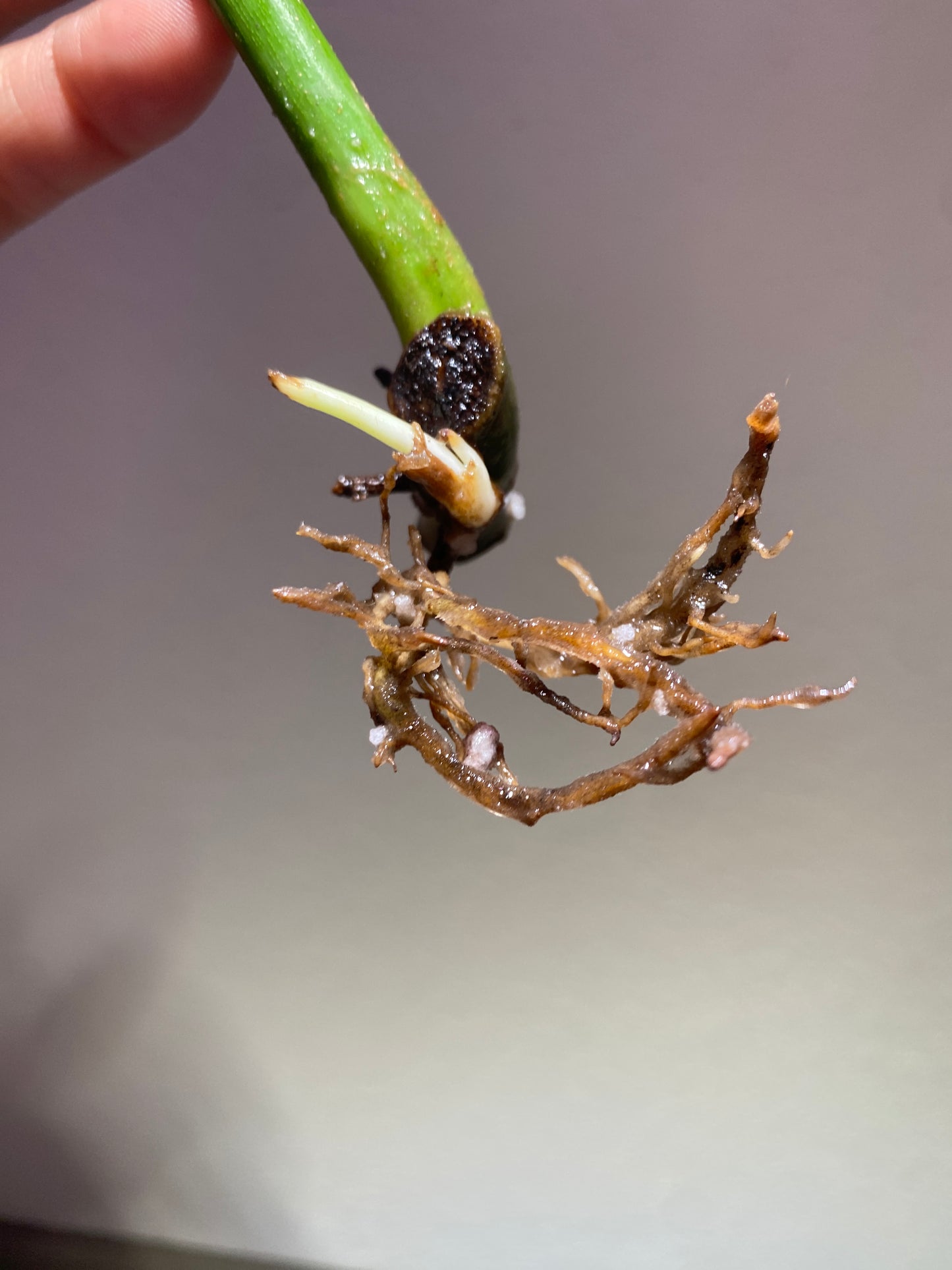 Philodendron sp. NOID