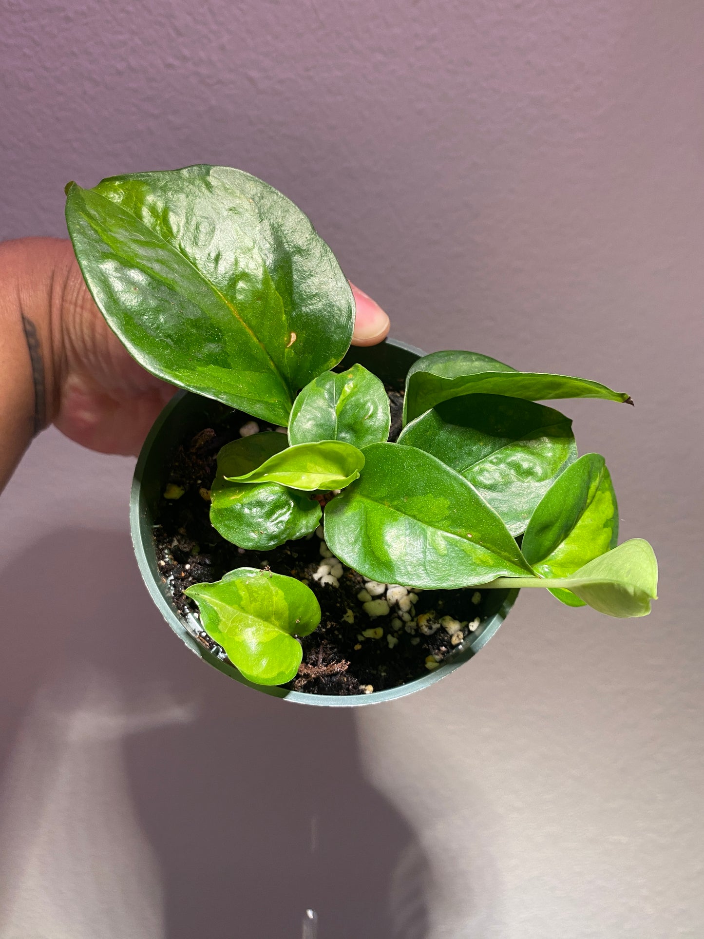 Epipremnum aureum 'Global Green'