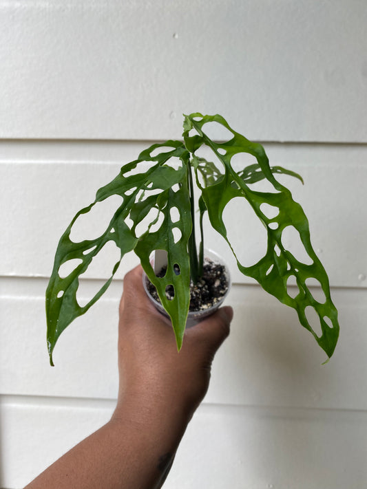 Monstera obliqua