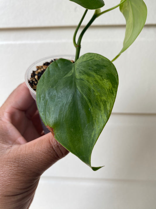 Philodendron hederaceum variegata 'Variegated Heart Leaf'