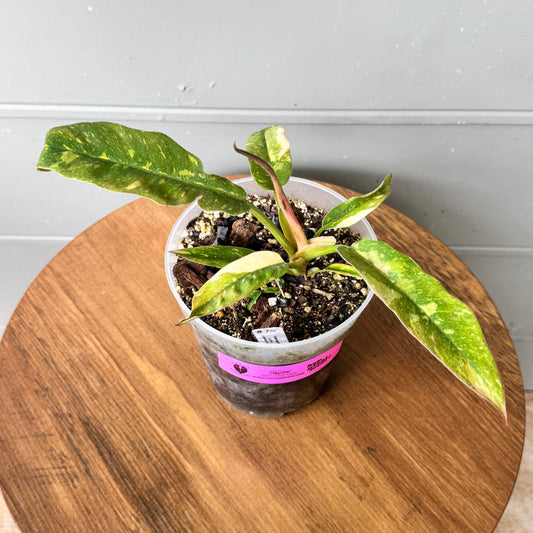 Philodendron Ring Of Fire