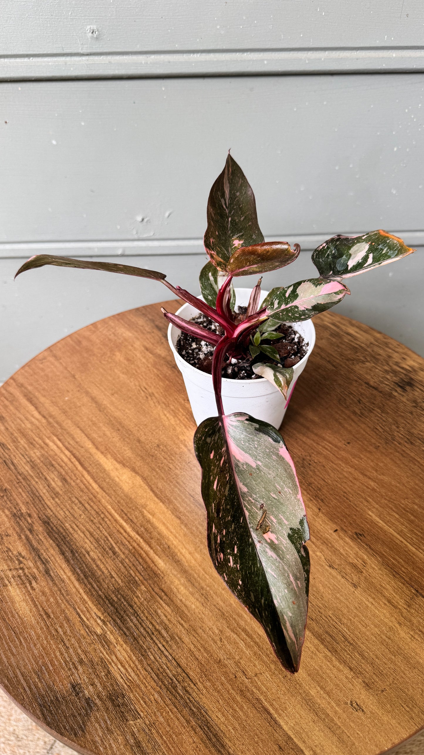 Philodendron erubescens 'Pink Princess Marble Galaxy'