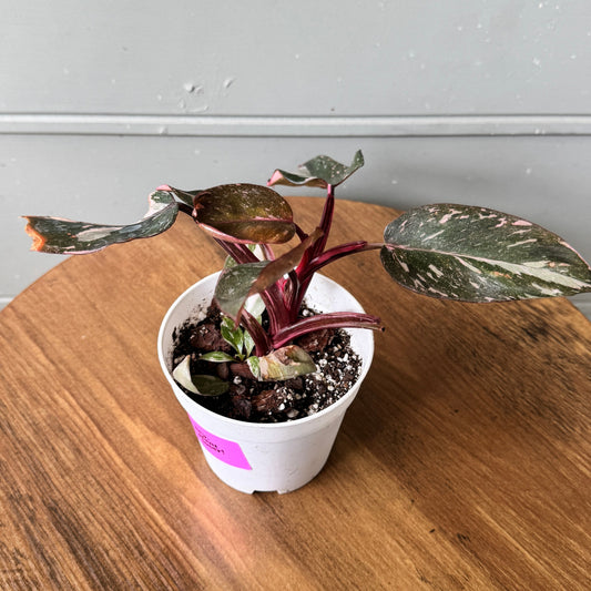 Philodendron erubescens 'Pink Princess Marble Galaxy'