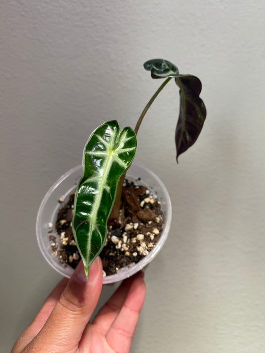 Alocasia amazonica 'Bambino' - A