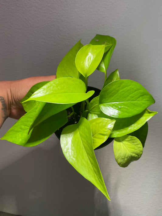 Epipremnum aureum 'Neon' - B