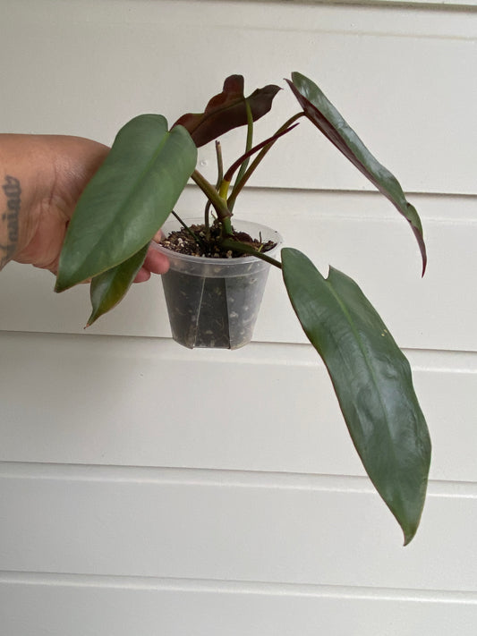 Philodendron Atabapoense