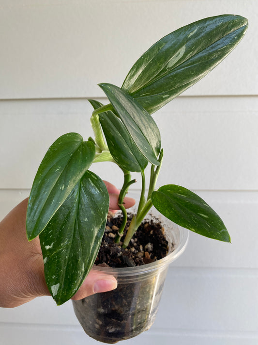 Monstera Standleyana
