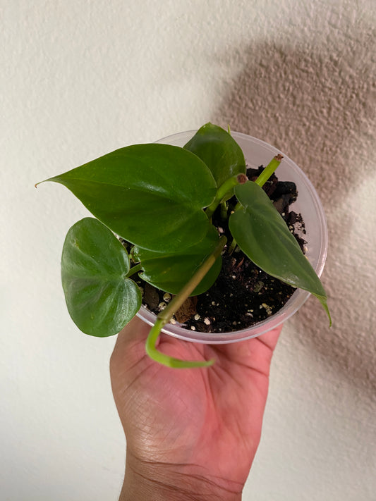Philodendron hederaceum 'Heart Leaf'