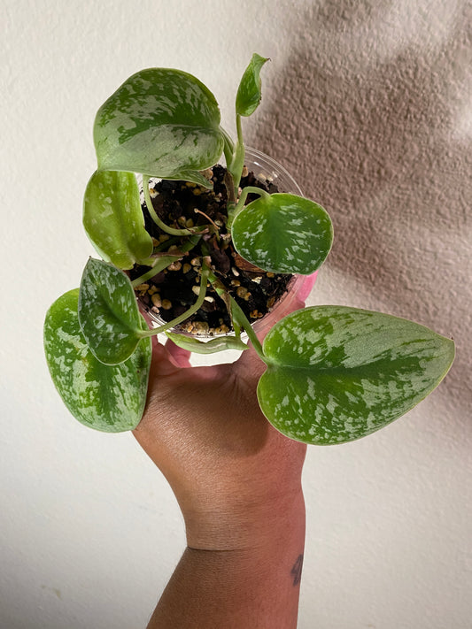 Scindapsus pictus 'Silvery Ann'