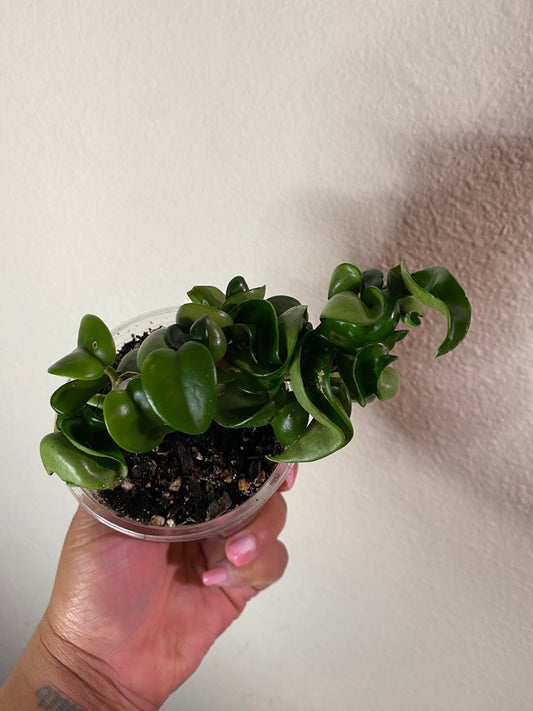 Hoya carnosa 'Compacta'