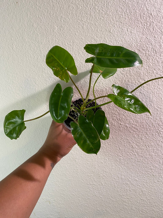 Philodendron Burle Marx