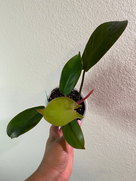 Philodendron 'Florida Bronze'