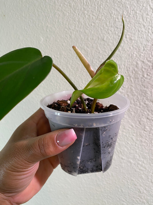 Philodendron erubescens 'Red Emerald' - C