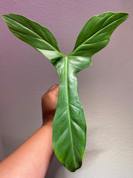 Philodendron sp. NOID