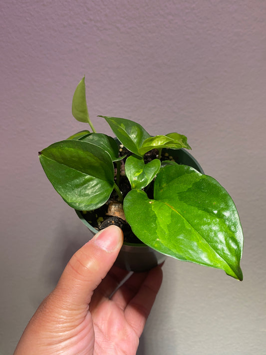 Epipremnum aureum 'Global Green'